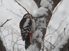 Dendrocopos major japonicus