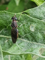 Cephalochrysa