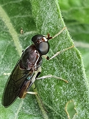 Cephalochrysa
