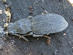 Nyctoporis sponsa