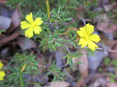 Hibbertia gracilipes