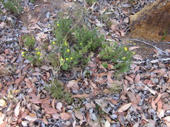 Hibbertia gracilipes