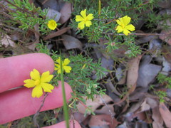 Hibbertia gracilipes