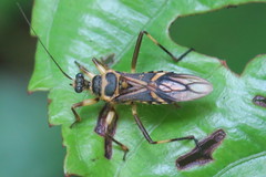 Inara flavopicta