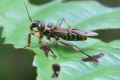 Inara flavopicta