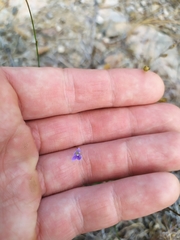 Wahlenbergia violacea