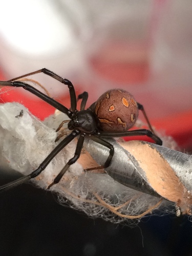 Brown Widow (Latrodectus geometricus)
