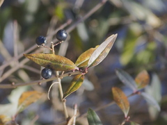 Ligustrum vulgare