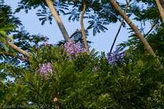 Jacaranda copaia
