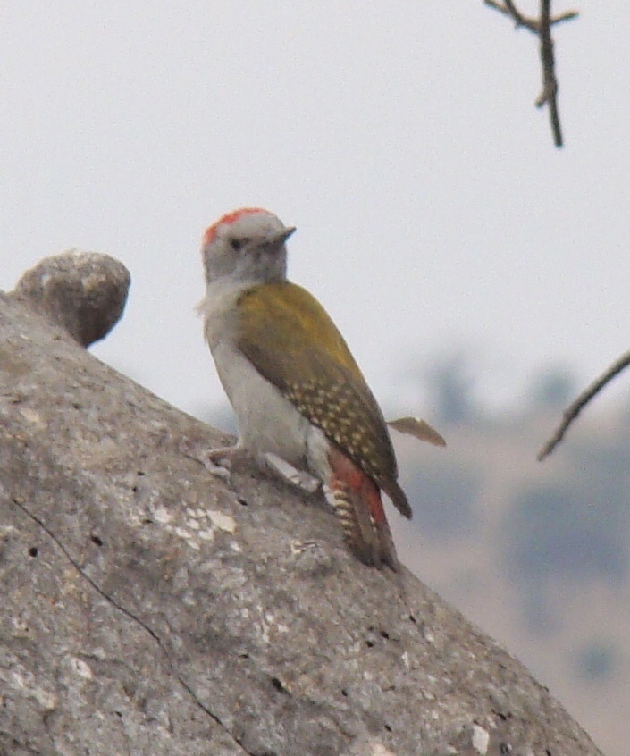 Eastern Grey Woodpecker