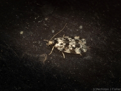 Barea eucapnodes