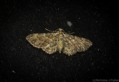 Chloroclystis mniochroa