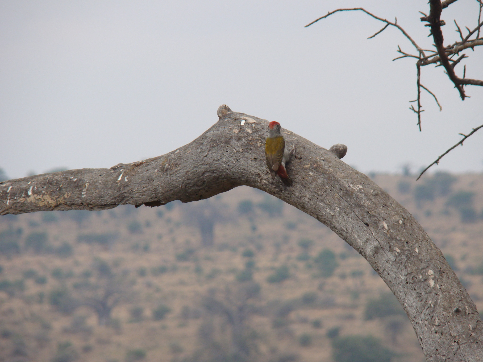Eastern Grey Woodpecker