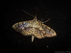 Haritalodes obliqualis