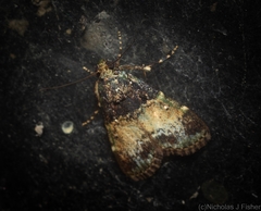 Orthaga atribasalis