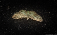 Chloroclystis mniochroa