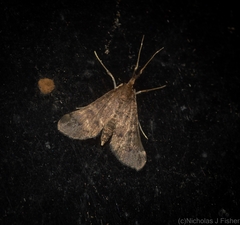 Piletocera macroperalis