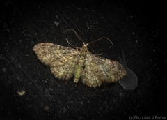 Chloroclystis mniochroa