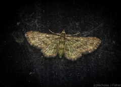 Chloroclystis mniochroa