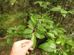 Commersonia bartramia