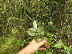 Commersonia bartramia