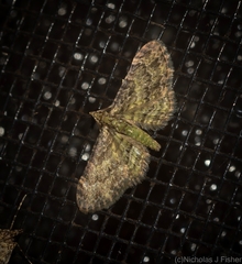 Chloroclystis mniochroa