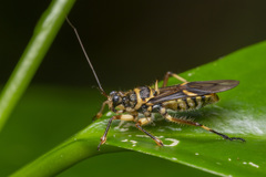Inara flavopicta