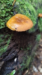 Heimiomyces velutipes