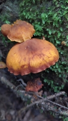Heimiomyces velutipes