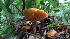 Heimiomyces velutipes