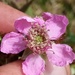 Rubus vestitus - Photo (c) reinderw, algunos derechos reservados (CC BY-NC), subido por reinderw