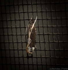 Chaliniastis astrapaea