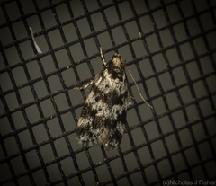 Barea eucapnodes