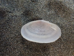 Gari lineolata