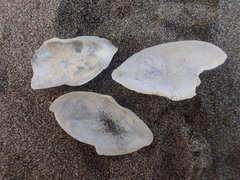 Ardeamya spenceri