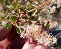 Holodiscus discolor microphyllus