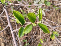 Grewia rhombifolia