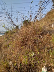 Grewia rhombifolia