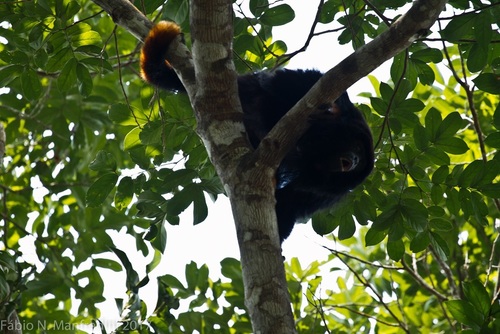 Red-handed Howler Monkey