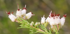 Erica simulans