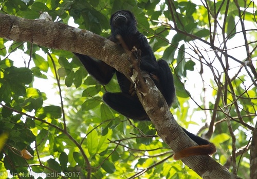 Red-handed Howler Monkey