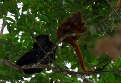 Alouatta belzebul