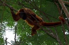 Alouatta belzebul