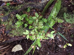 Phyllocladus alpinus