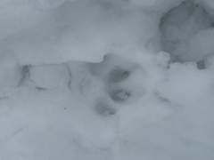 Nyctereutes procyonoides