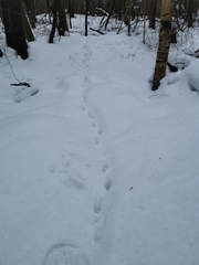 Nyctereutes procyonoides