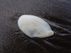 Ardeamya spenceri