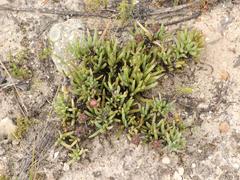 Lampranthus spectabilis