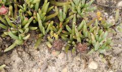 Lampranthus spectabilis