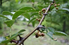 Zanthoxylum bungeanum